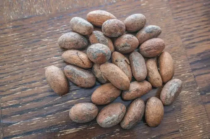 Bita Kola